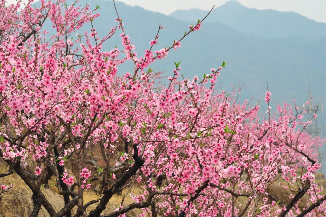 桃花村秘事揭秘，最新章节探秘之旅